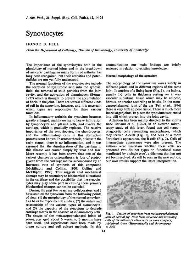 PDF extract preview